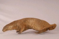 水獺藏品圖，第6張